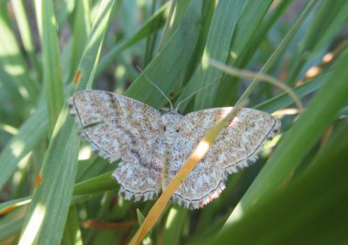 Réf. 210 883 : Scopula sp.